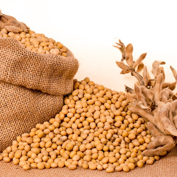 ما هو بروتين الصويا والفوائد؟