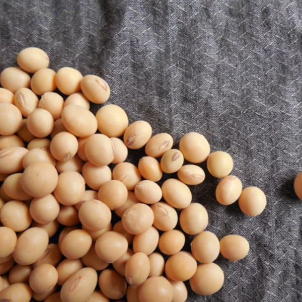 قوة بروتين الصويا وفول الصويا