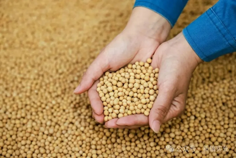 هل يحتوي بروتين الصويا المعزول على الغلوتين？